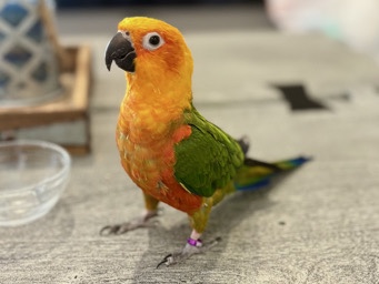 jenday conure 