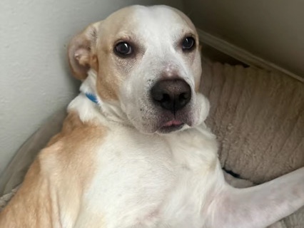 Great Pyrenees – Pitbull / Great Prynees – Austin