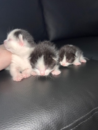 selling 7 kittens.