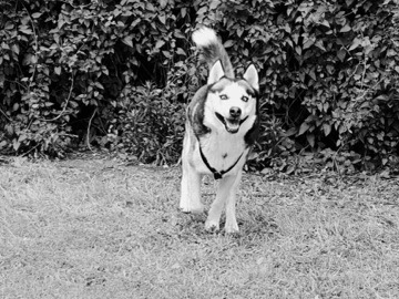 Siberian Husky – Husky 10 Jahre alte Rüde – Berlin