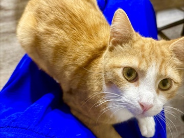 American Shorthair – Needs New Home💕 – West Columbia