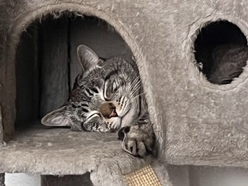 American Shorthair – Simon – Dripping Springs