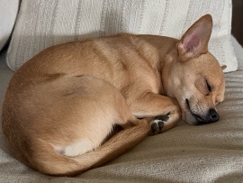 Chihuahua – Smart & Playful 3-Year-Old Chihuahua–Shiba Mix (Golden Brown) – San Francisco