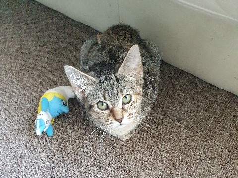 cat – Birmingham