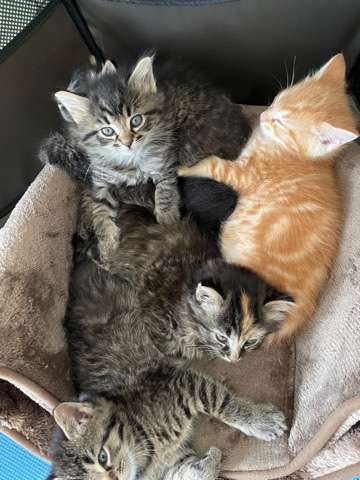 kitten