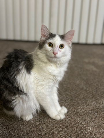 Oriental Longhair – long haired cat