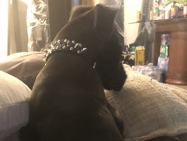 American Pit Bull Terrier – puppy pit – Baltimore