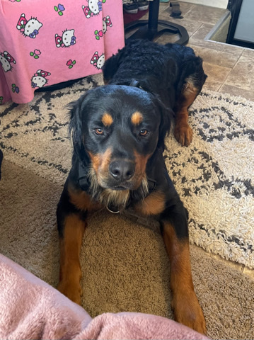 Rottweiler – 2 year old Rottweiler
