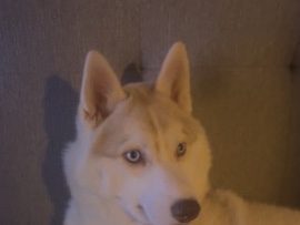 Siberian Husky – husky – Sutton-In-Ashfield