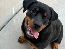 Rottweiler – Looking for a good home