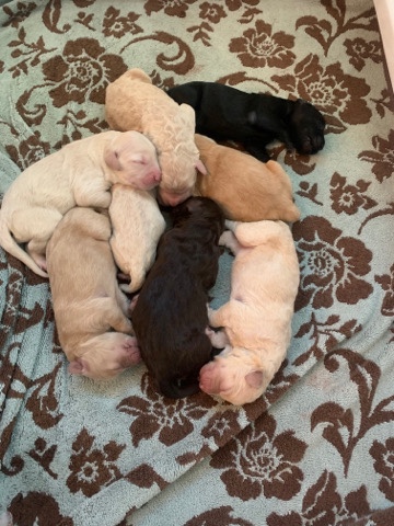 Poodle – goldendoodle puppies looking for a new home