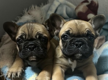 Bulldog – bulldogue francês – Quinchães