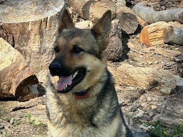 German Shepherd – Need Rehome ASAP – Franklin