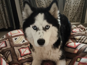 Siberian Husky – Female Husky for sale