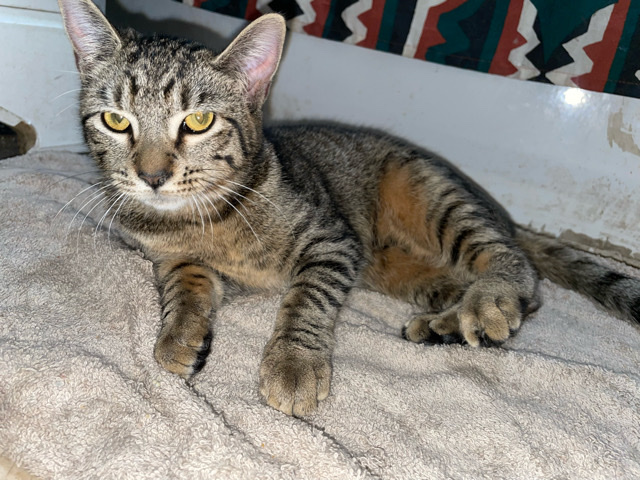 Russian White, Black and Tabby – rehoming