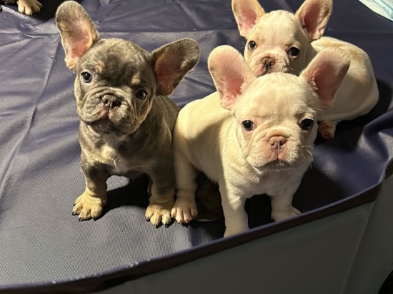 Bulldog – Akc registered French bulldogs