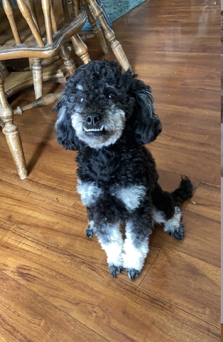 Poodle – kodiak