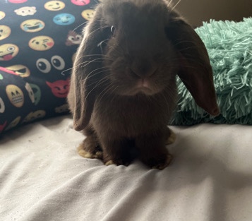 Tan – young rabbit