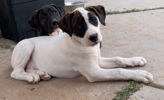 10 week old boxer/pit puppies!