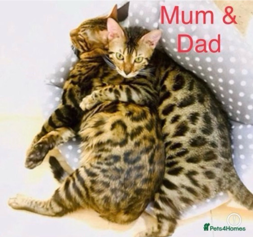 Bengal – Pure Bengal Kittens