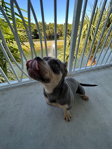 American Bulldog – 5 month Bully