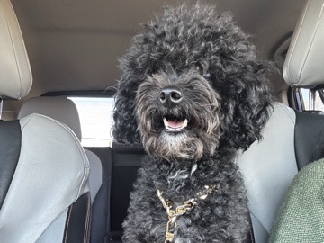 Poodle – Romeo – Hartford