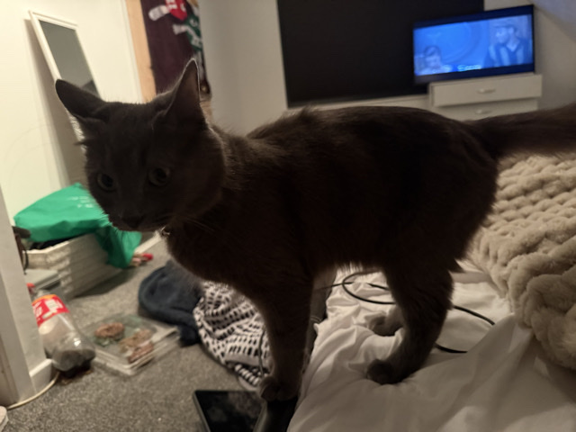 two cats – Cambridge