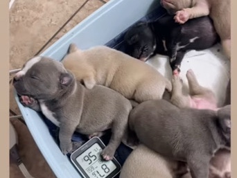 American Pit Bull Terrier - American Bully Puppies available for adoption in Phoenix