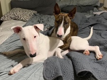 Bull Terrier – Bull Terrier Puppies – Fayetteville