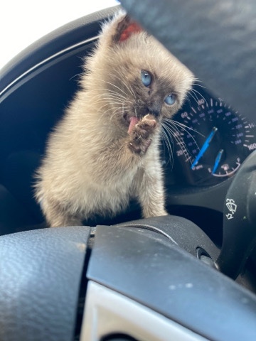 Siamese – Siamese cat