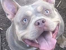 Mixed Breed – pocket bully – Bromsgrove