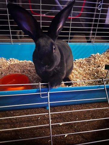 Mini Rex – Pure black Rex rabbit