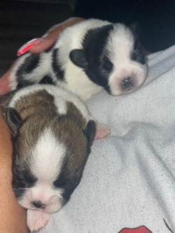 Shih Tzu – puppies