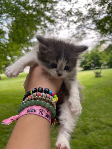 cute, gray kitten