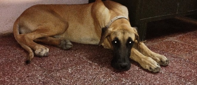 Great Dane – Great Dane puppy 8 months female for sale