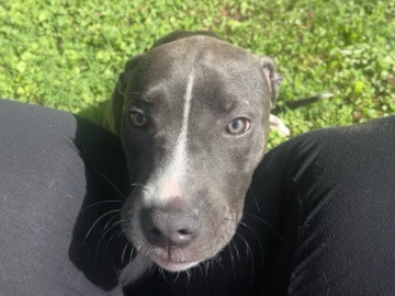 Pit Bull – rehome Gracie