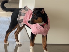 Appenzeller Sennenhund – Lolita – Oftringen