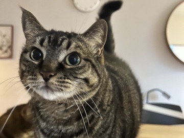 American Shorthair – Easygoing 6-Year-Old American Shorthair Cat for Rehoming in Palisades Park – Palisades Park