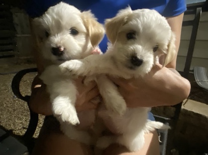 Mal-Shi – Maltese Shitzu mix – Arlington