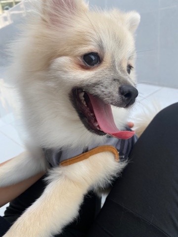 Pomeranian – lovely Female dog 4-month-old vaccinated