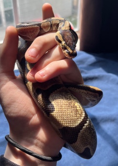 ball python with cage