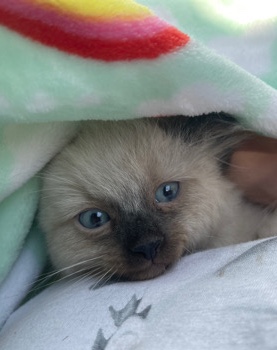 Siamese – Beautiful Siamese Kitten