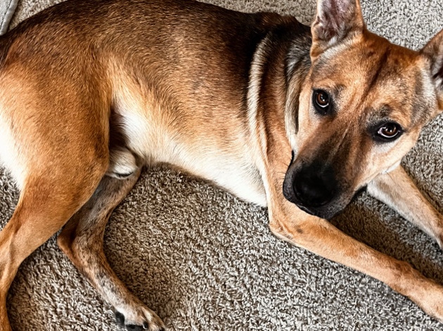 Belgian Shepherd Dog (Malinois) - Loving Belgian Shep Mix need of new home  available for adoption in Sacramento
