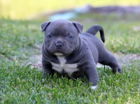 Bull and Terrier – pocket bully puppy