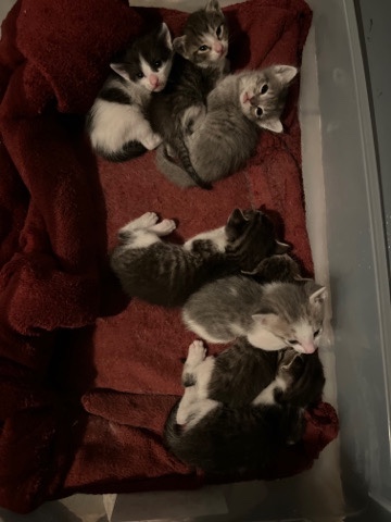 Munchkin – cats for sale