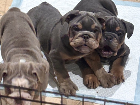 English Bulldog Puppies