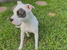American Pit Bull Terrier – Friendly American Pit Bull Terrier – 3 Years Old in Katy – Katy