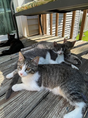 Free Kittens!