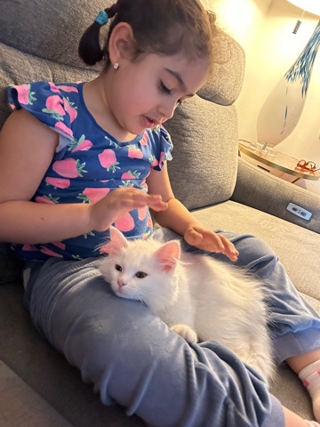 Ragdoll – Ragdoll Kitten