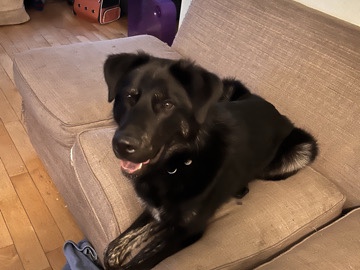 German Shepherd - 9 month old dog needs rehoming asap available for adoption in Calgary